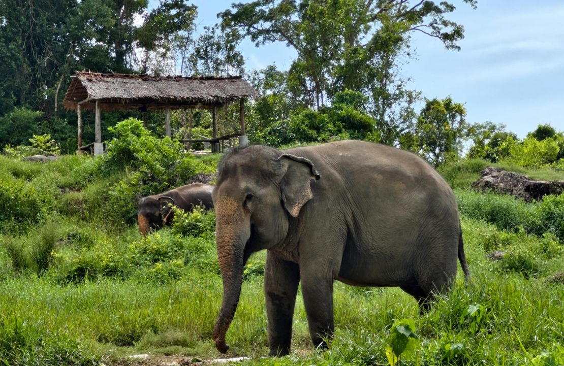Circuit avec un guide privé en Thaïlande - sanctuaire pour éléphants - Amplitudes