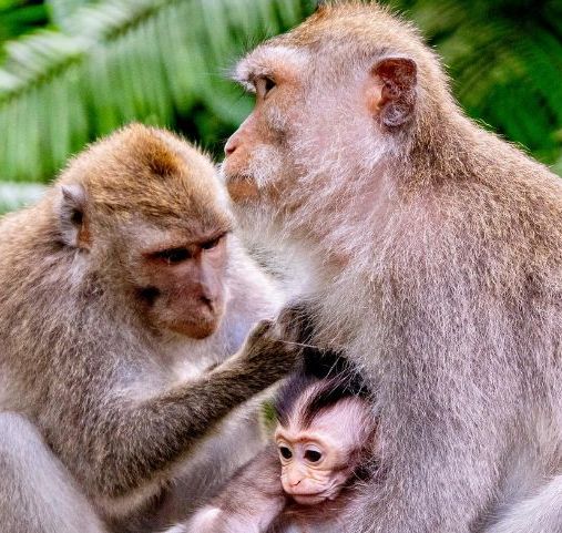 Voyage culturel à Bali - famille de macaques - Amplitudes
