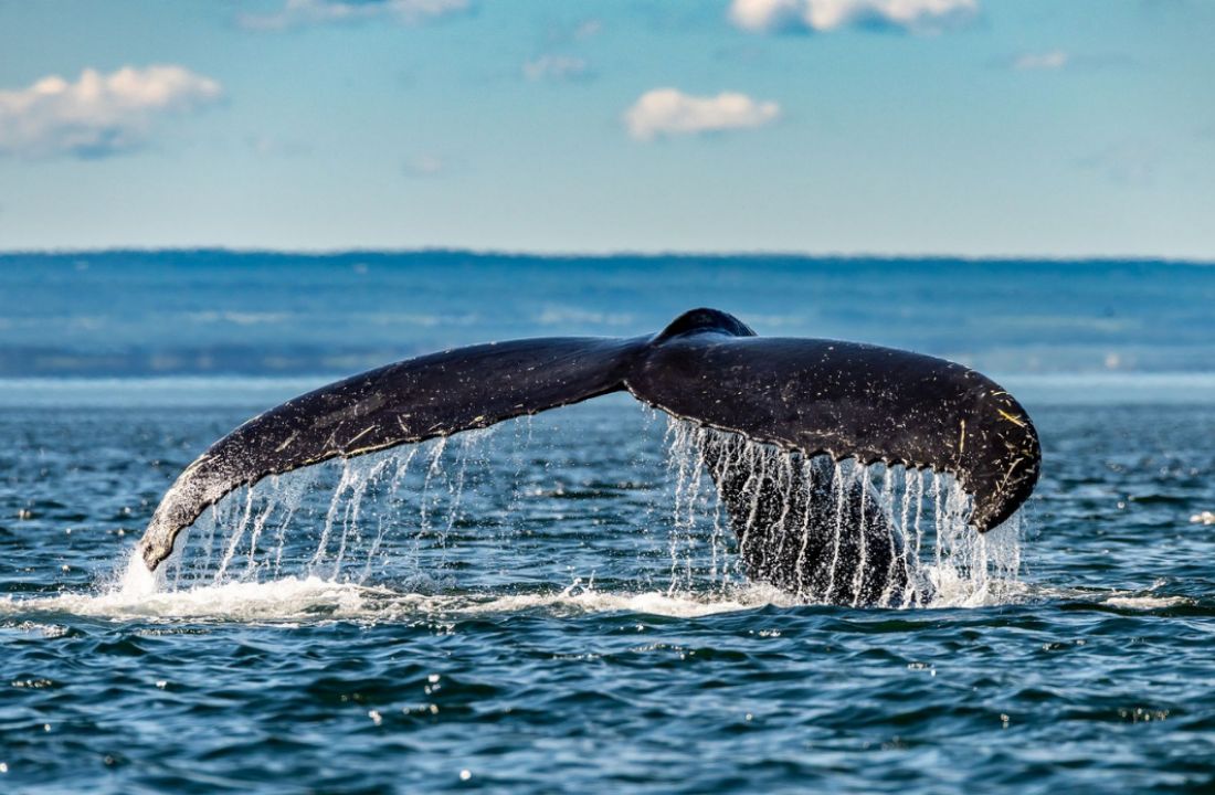 Safari au Canada - baleine à bosse – Amplitudes