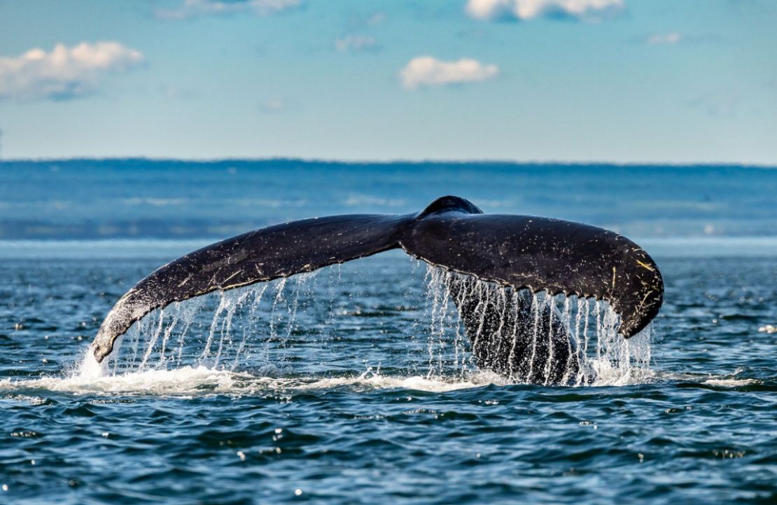 Safari au Canada - baleine à bosse – Amplitudes