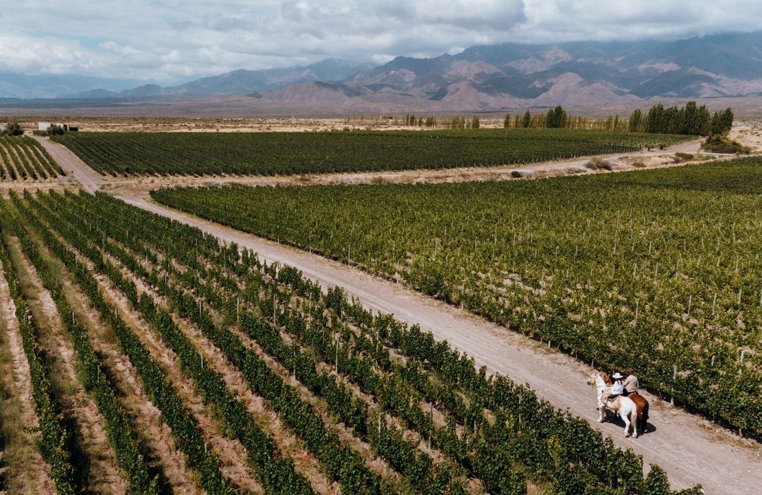 Voyage en amoureux en Argentine - Les vignes de la vallée d'Uco - Amplitudes