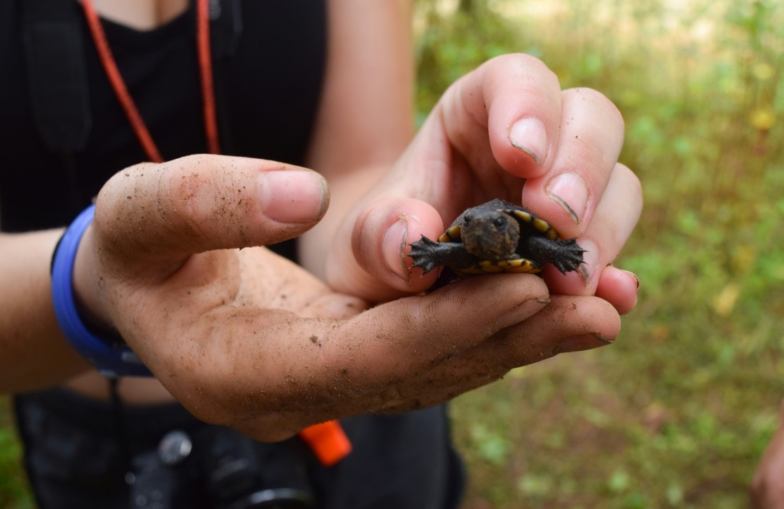 Voyage écofriendly au Costa Rica - Le programme de protection des tortues - Amplitudes