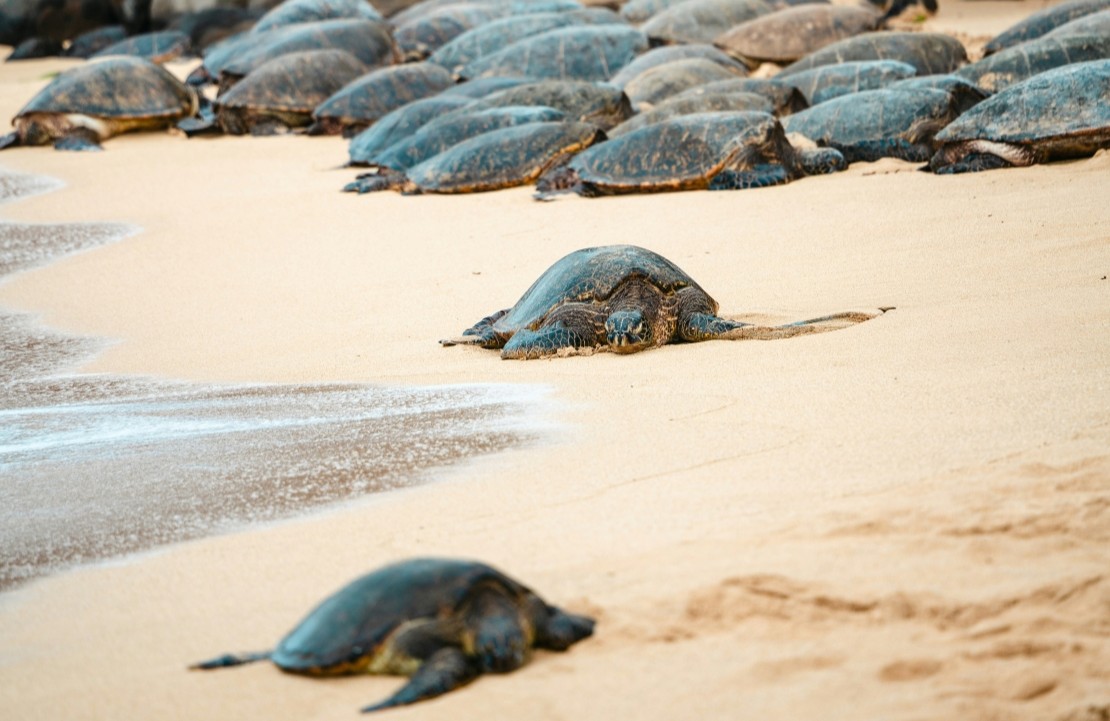 Voyage nature au Costa Rica - Une arrivée de tortues pour la ponte - Amplitudes