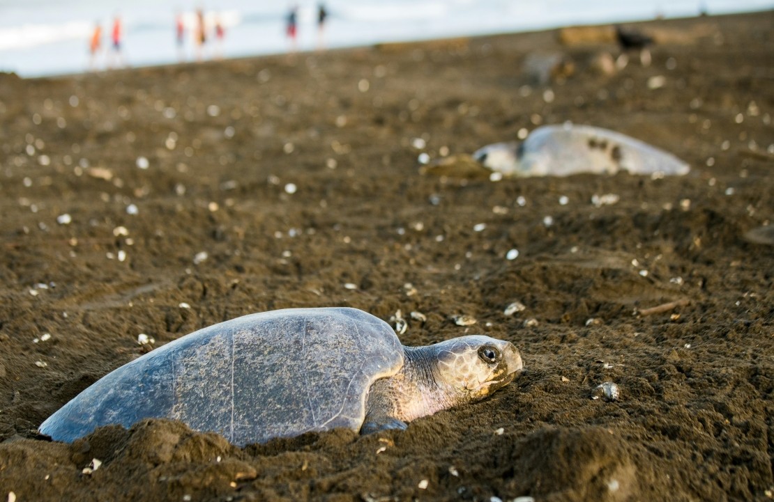 Voyage au Costa Rica sur mesure - Quand venir voir les tortues - Amplitudes