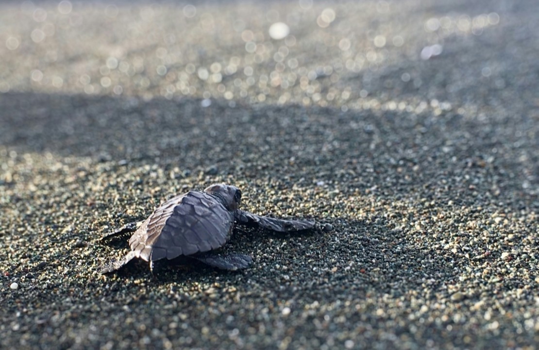 Safari en Amérique latine - Une petite tortue - Amplitudes