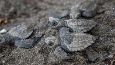 Voyage de luxe au Costa Rica - La ponte des tortues - Amplitudes