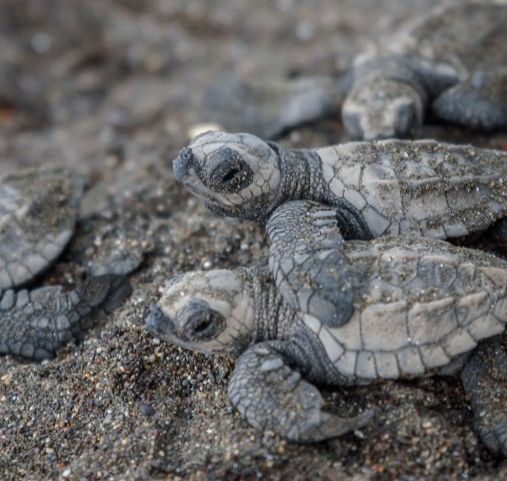 Voyage de luxe au Costa Rica - La ponte des tortues - Amplitudes