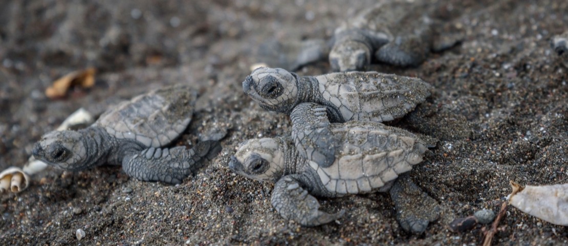 Voyage de luxe au Costa Rica - La ponte des tortues - Amplitudes