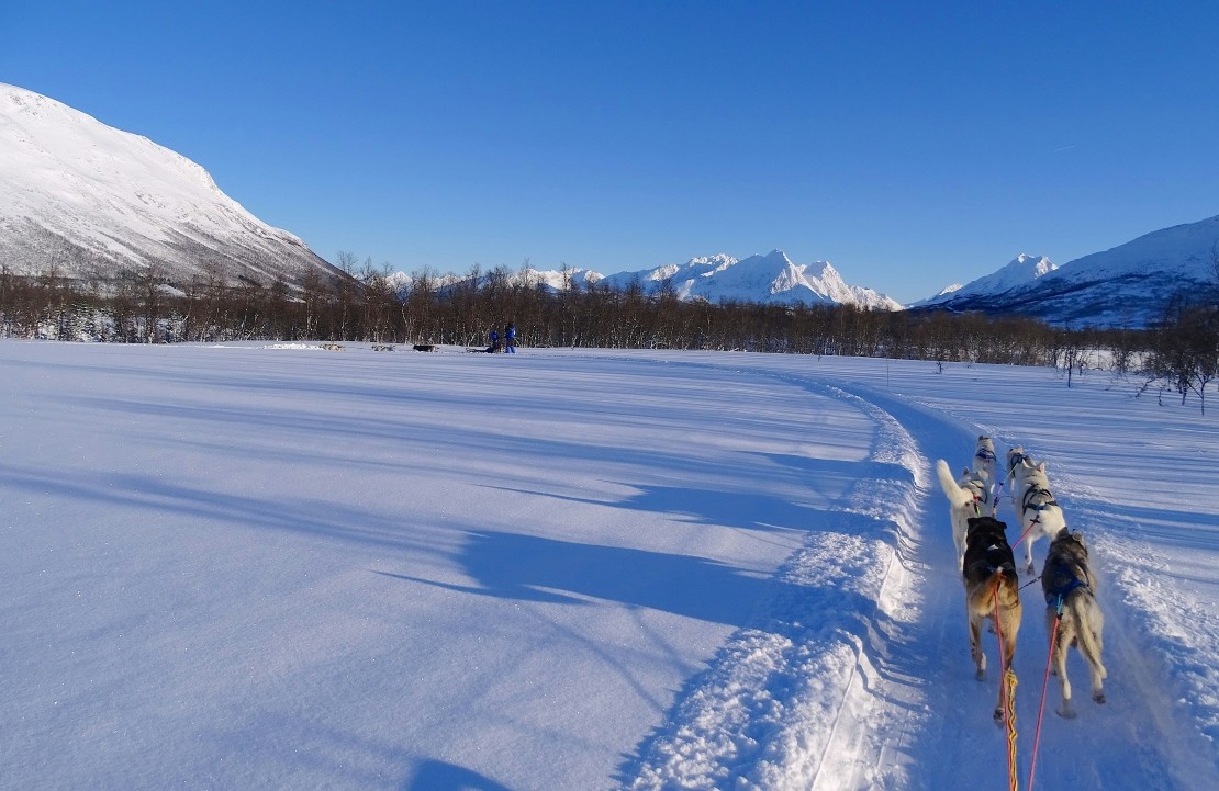 Voyage nature en Norvège – Chiens de traîneau – Amplitudes