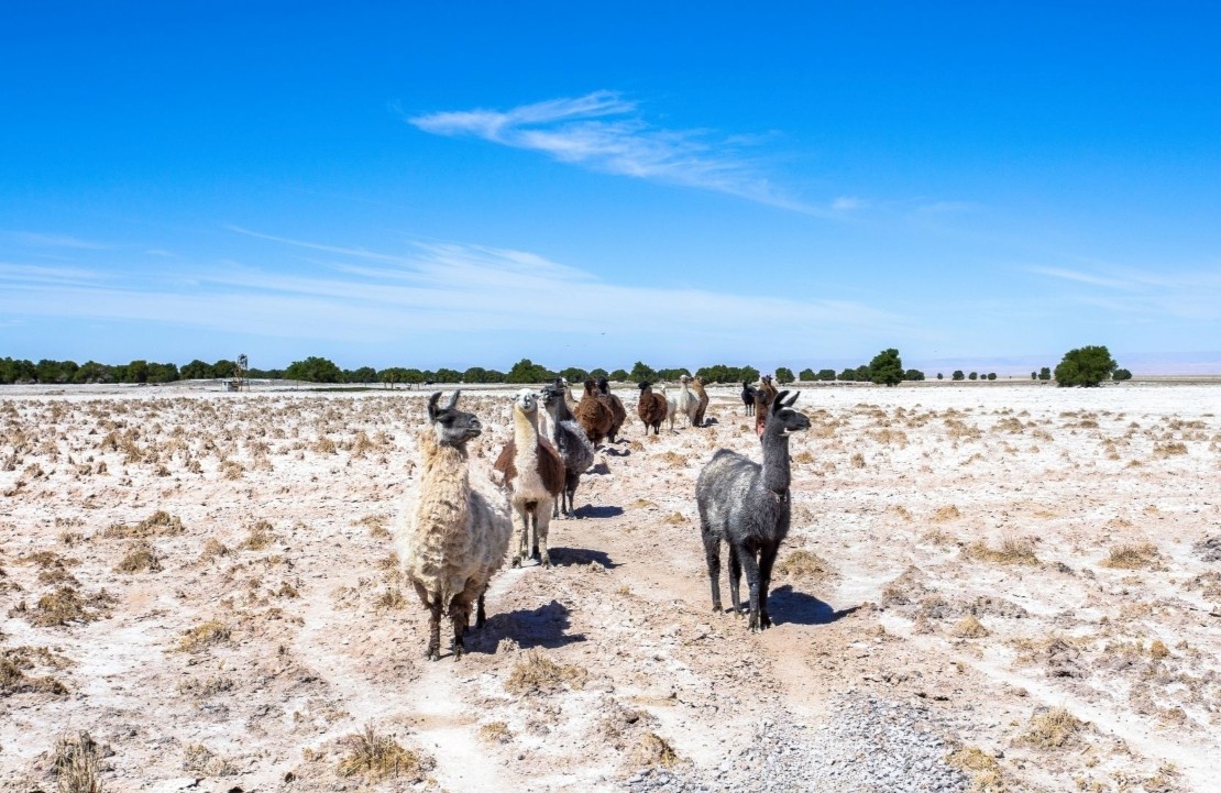 Séjour au Chili sur mesure - Les lamas du désert - Amplitudes