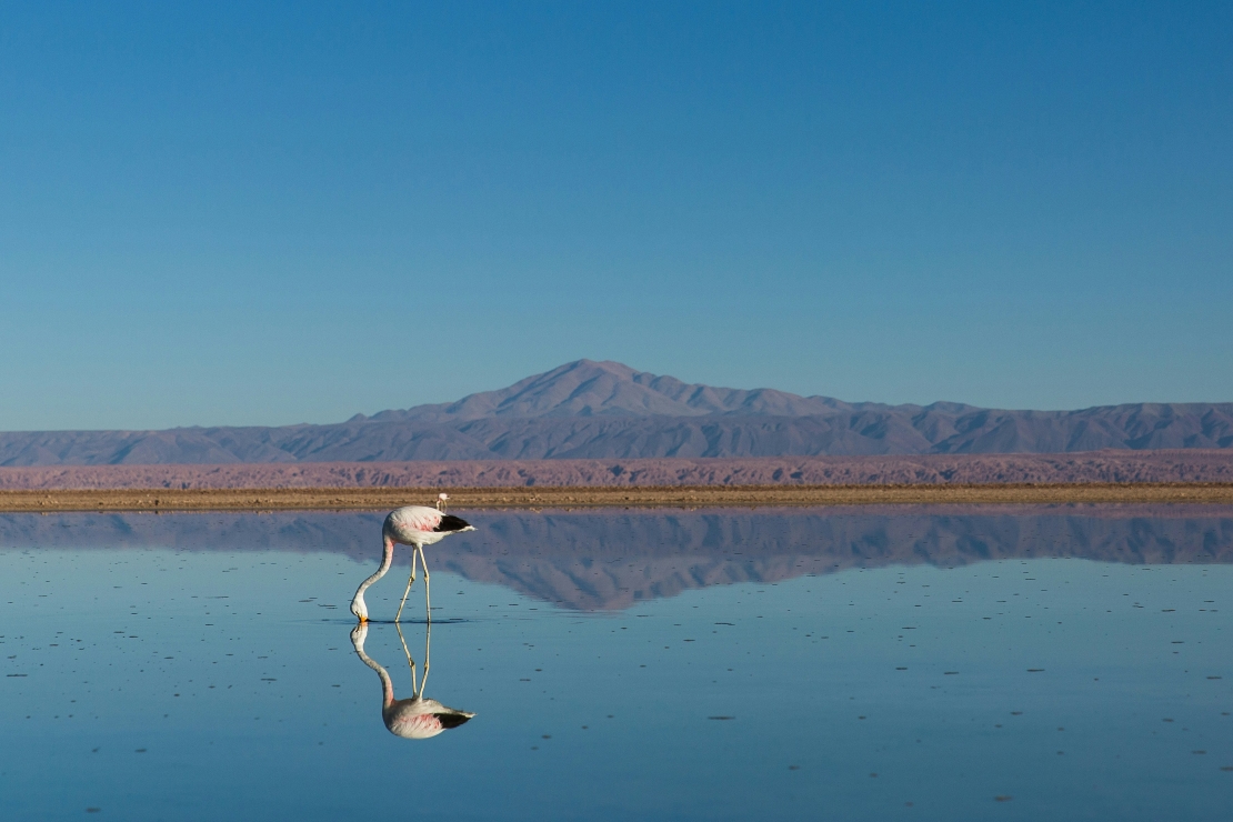 Road trip dans le désert d'Atacama - Les flamants roses - Amplitudes