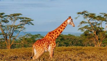 Safari sur mesure en Tanzanie - Majestueuse girafe au lac Manyara - Amplitudes