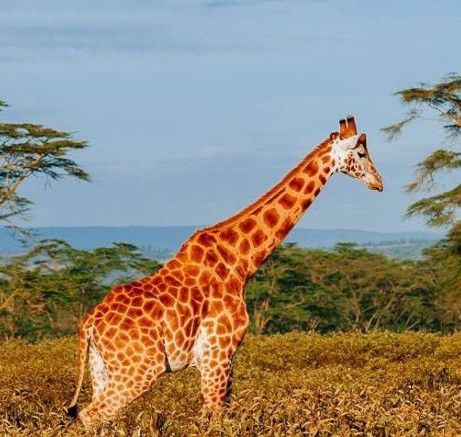 Safari sur mesure en Tanzanie - Majestueuse girafe au lac Manyara - Amplitudes