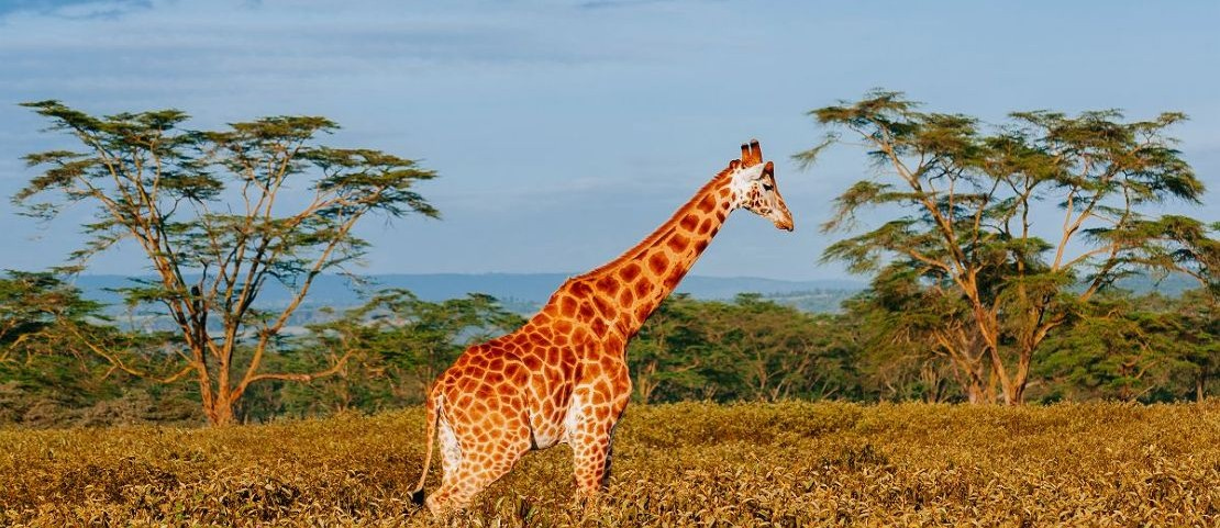 Safari sur mesure en Tanzanie - Majestueuse girafe au lac Manyara - Amplitudes