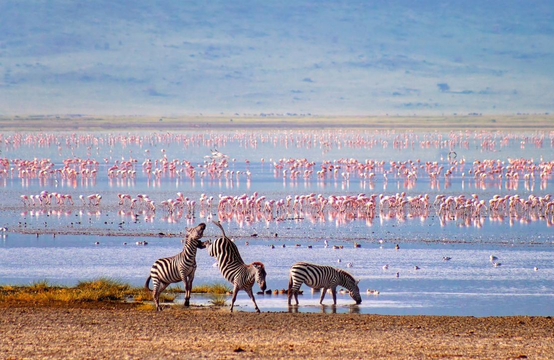 Voyage en amoureux en Tanzanie - Faune extraordinaire du cratère de Ngorongoro - Amplitudes