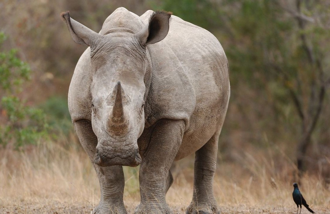 Voyage de luxe en Afrique du Sud - Rencontre imposante avec un rhinocéros au parc national Kruger - Amplitudes