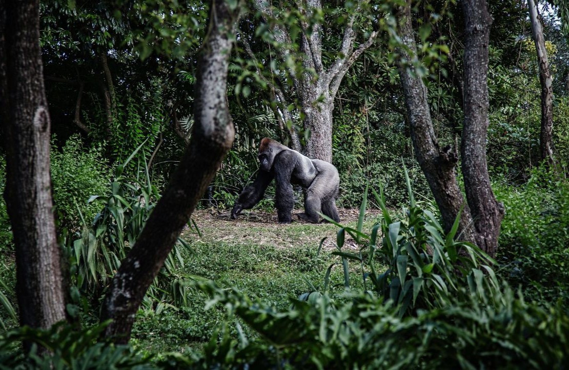 Voyage en famille au Rwanda - La magie d'une rencontre avec les gorilles - Amplitudes