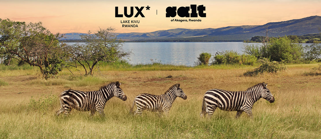 Voyage autour du lac Kivu - Les zèbres dans la savane - Amplitudes