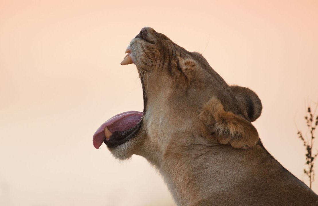 Safari hors des sentiers battus au Botswana - Lionne baillant au milieu de la savane du Botswana - Amplitudes
