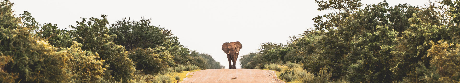 Voyage Au Parc national d’Etosha