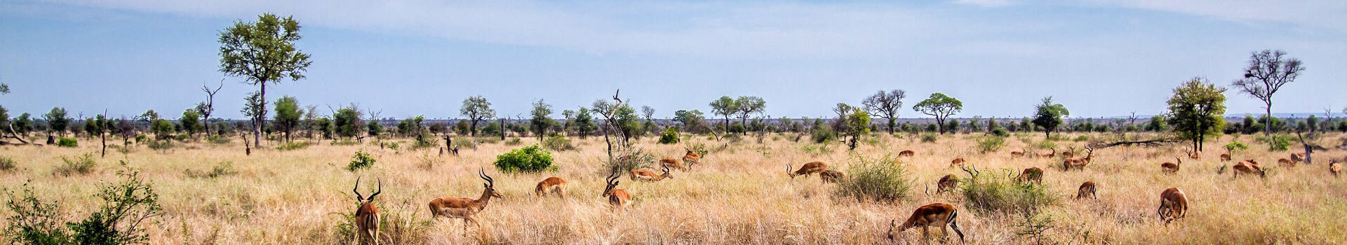 Voyage Au Parc national Kruger