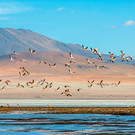 voyage_sur_mesure_bolivie_visiter_la_laguna_verde_lagune_verte