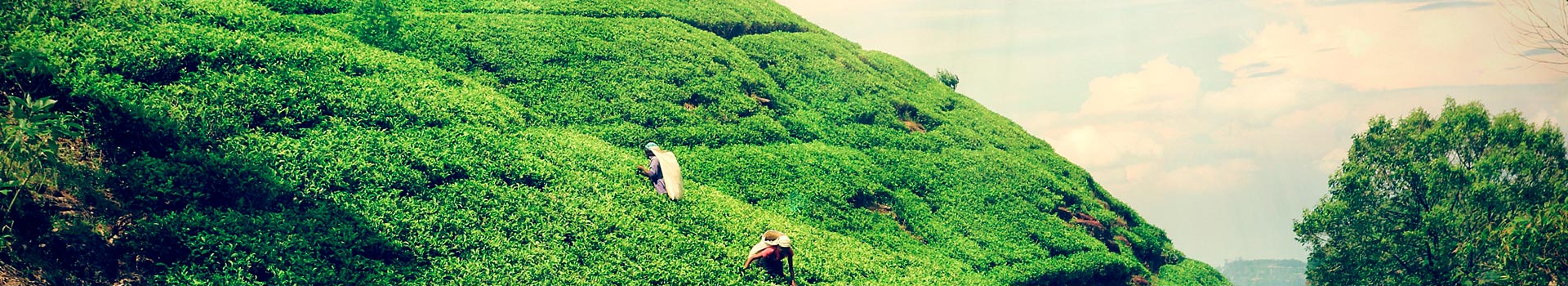 Voyage au Sri Lanka