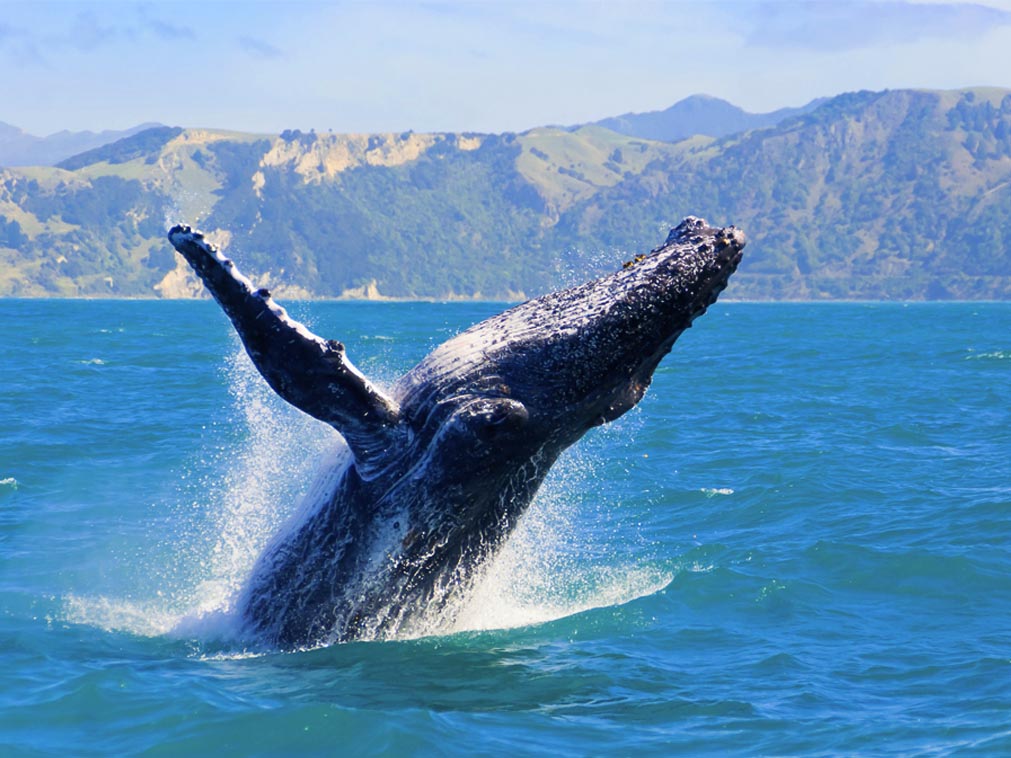 voir_les_baleines_au_quebec_faune_marine