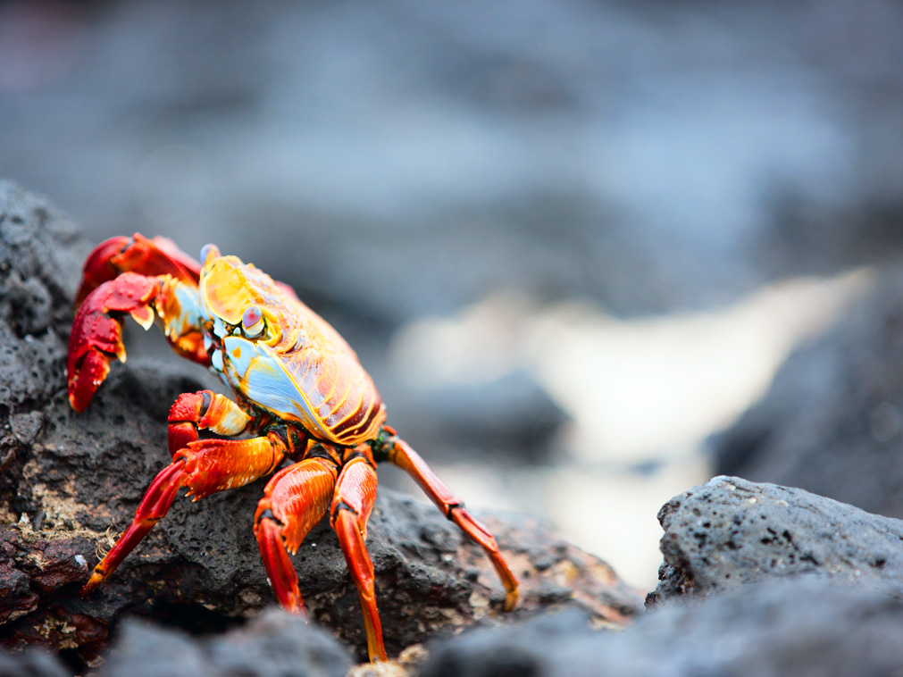 croisiere_equateur_voyage_galapagos_crabe