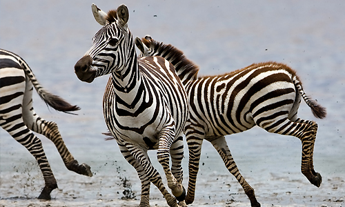 decouvrir_tanzanie_lac_eyasi_lac_manyara