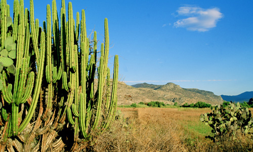 voyage_mexique_train_el_chepe_sierra_madre