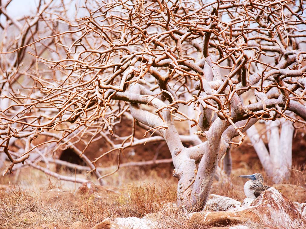 croisiere_galapagos_voyage_equateur