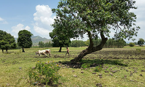 sejour_ethiopie_voyage_amplitudes_sur_mesure