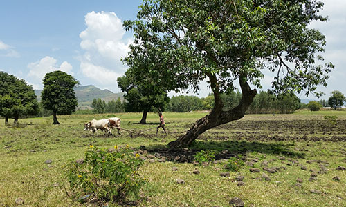 sejour_ethiopie_voyage_amplitudes_sur_mesure