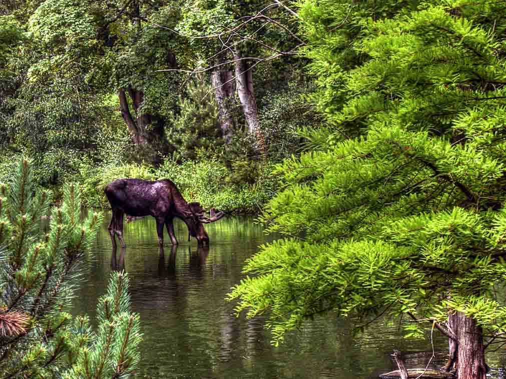 visiter_le_quebec_en_voiture_decouverte_nature