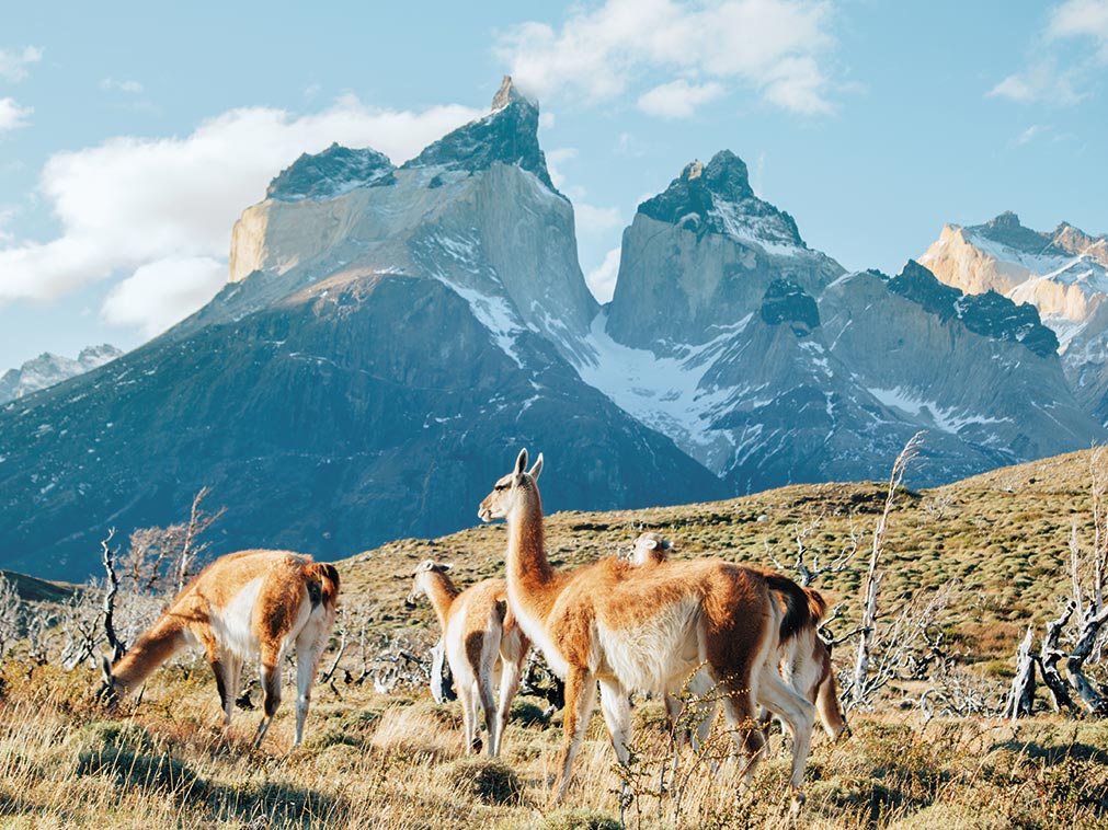 Circuit Patagonie Chilienne et Argentine 15 Jours Amplitudes