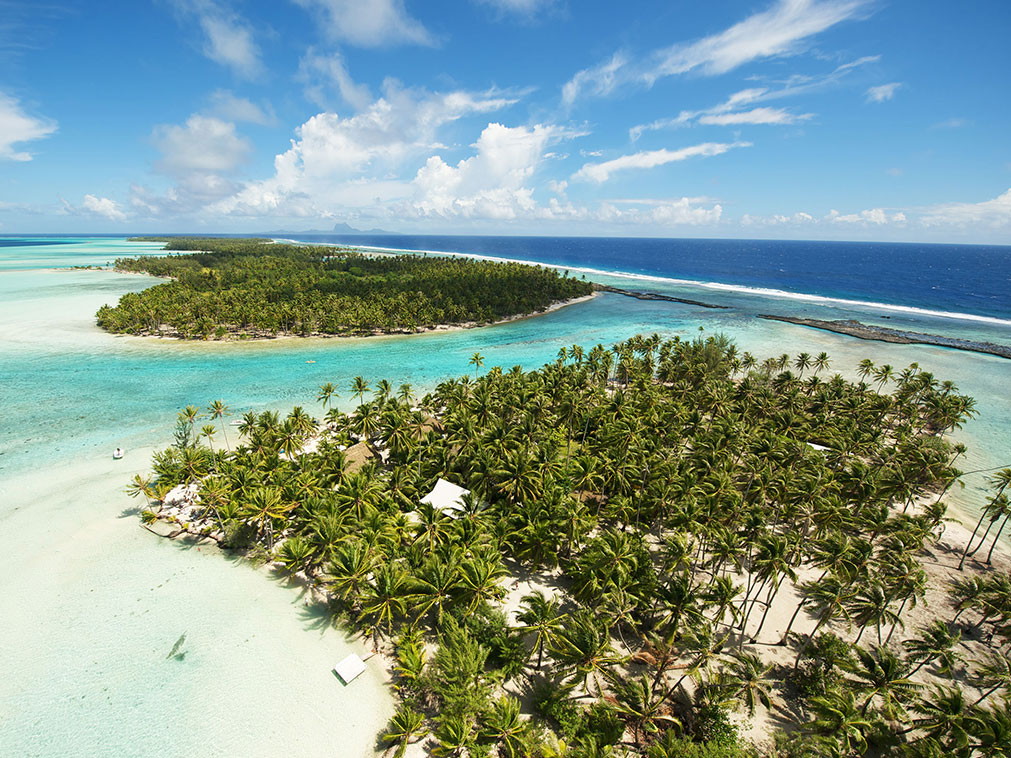 palmier_sable_cruise_croisiere