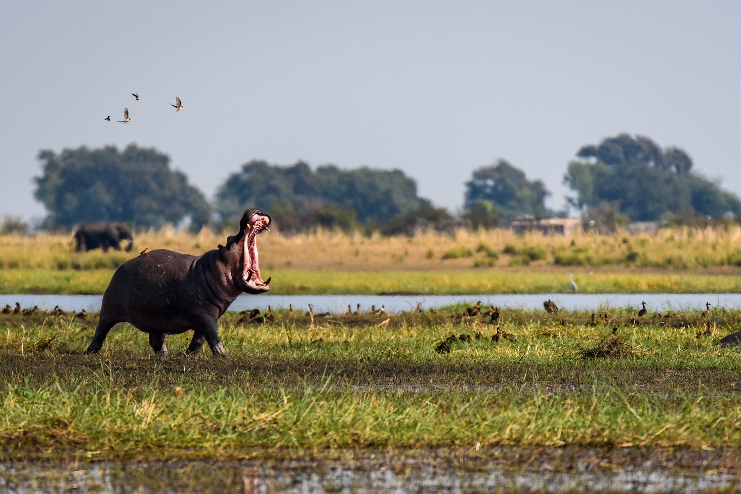 hippopotame_au_parc_national_chobe