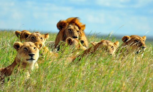 decourvrir_tanzanie_lac_eyasi_lac_manyara_lions