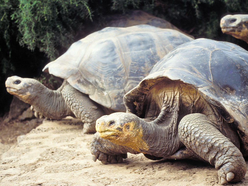 croisiere_galapagos_amplitudes_tortues