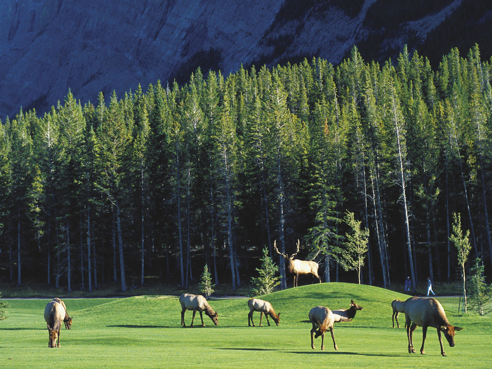 golf_fairmont_banff_springs_canada