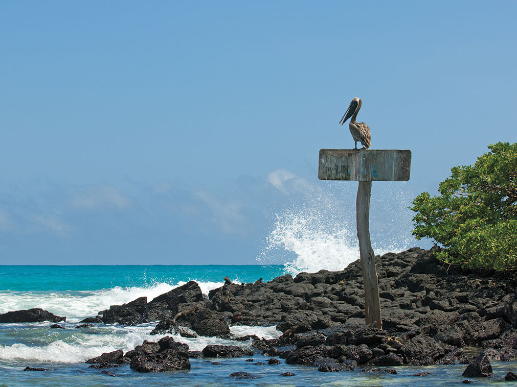 croisiere_galapagos_amplitudes_grandeur_nature