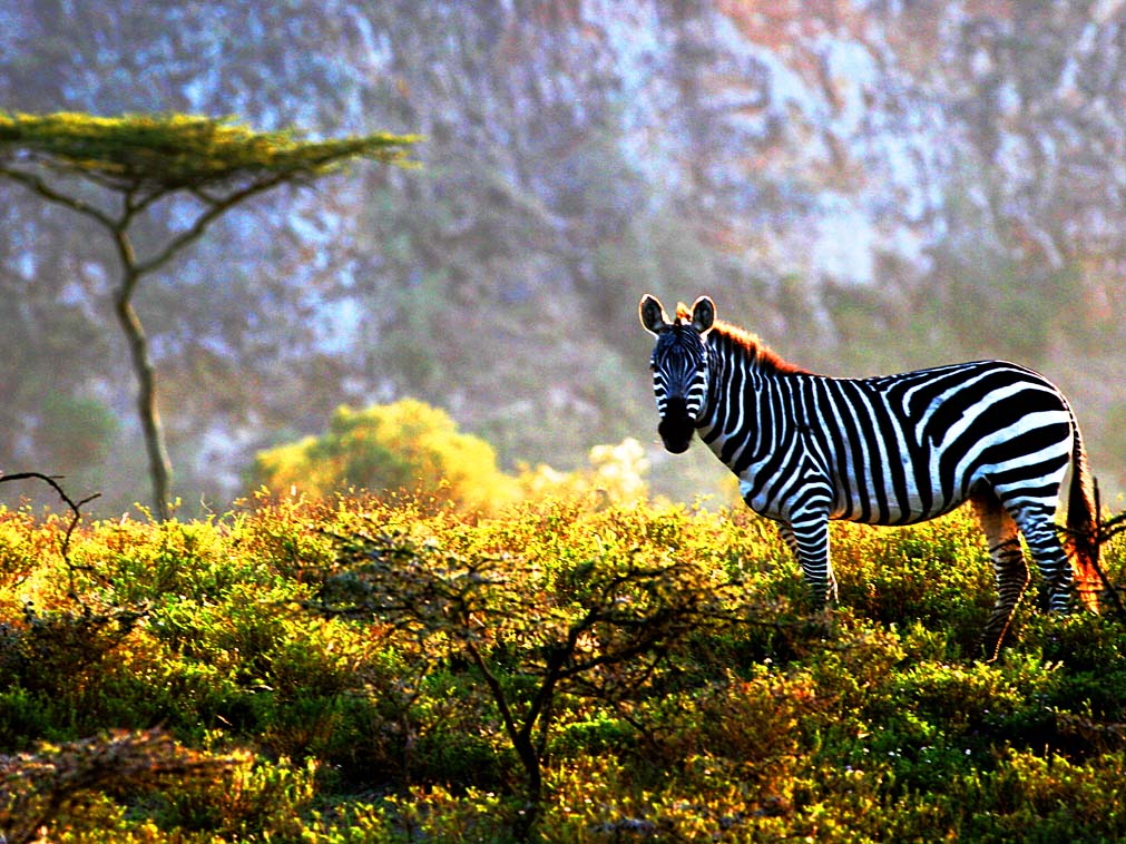 voyage_sur_mesure_kenya_safari_zebre