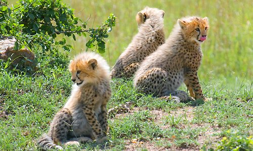 voyage_kenya_safari_kenya_reserve_samburu_leopard