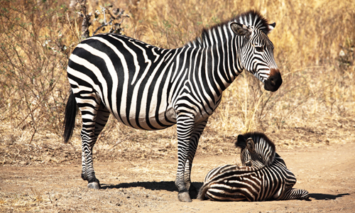 voyage_afrique_namibie_safari_4x4_reserve_zebres