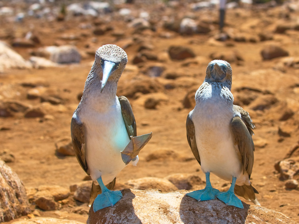 croisiere_luxe_galapagos_santa_cruz_ile_isabela