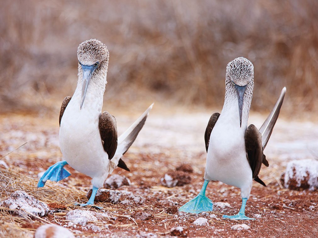 croisiere_galapagos_amplitudes_fou_pattes_bleues