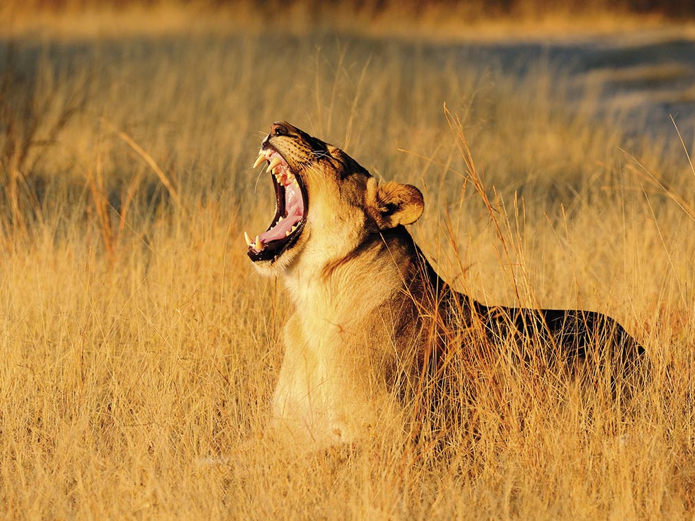 circuit_safari_amplitudes_zimbabwe_lion