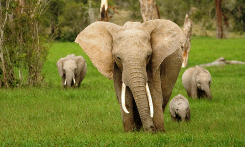 partir_au_kenya_safari_reserve_4x4_parc_amboseli