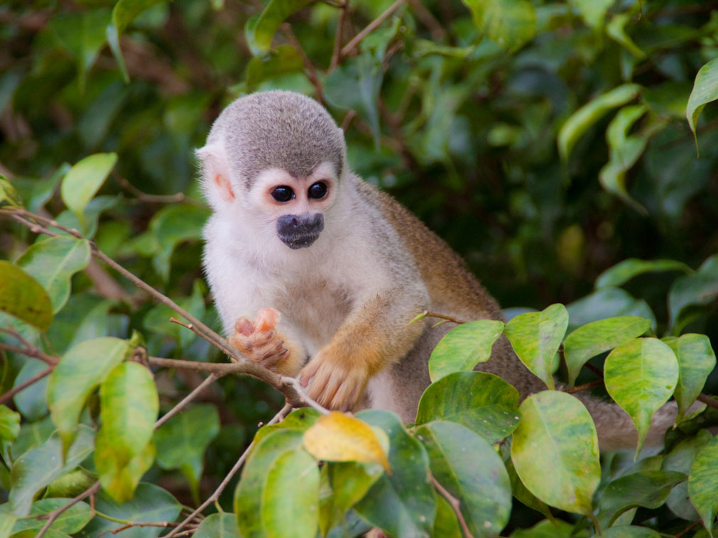 croisiere_amazonie_equateur_coeur_foret_primaire